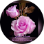 Nehad Mustafa